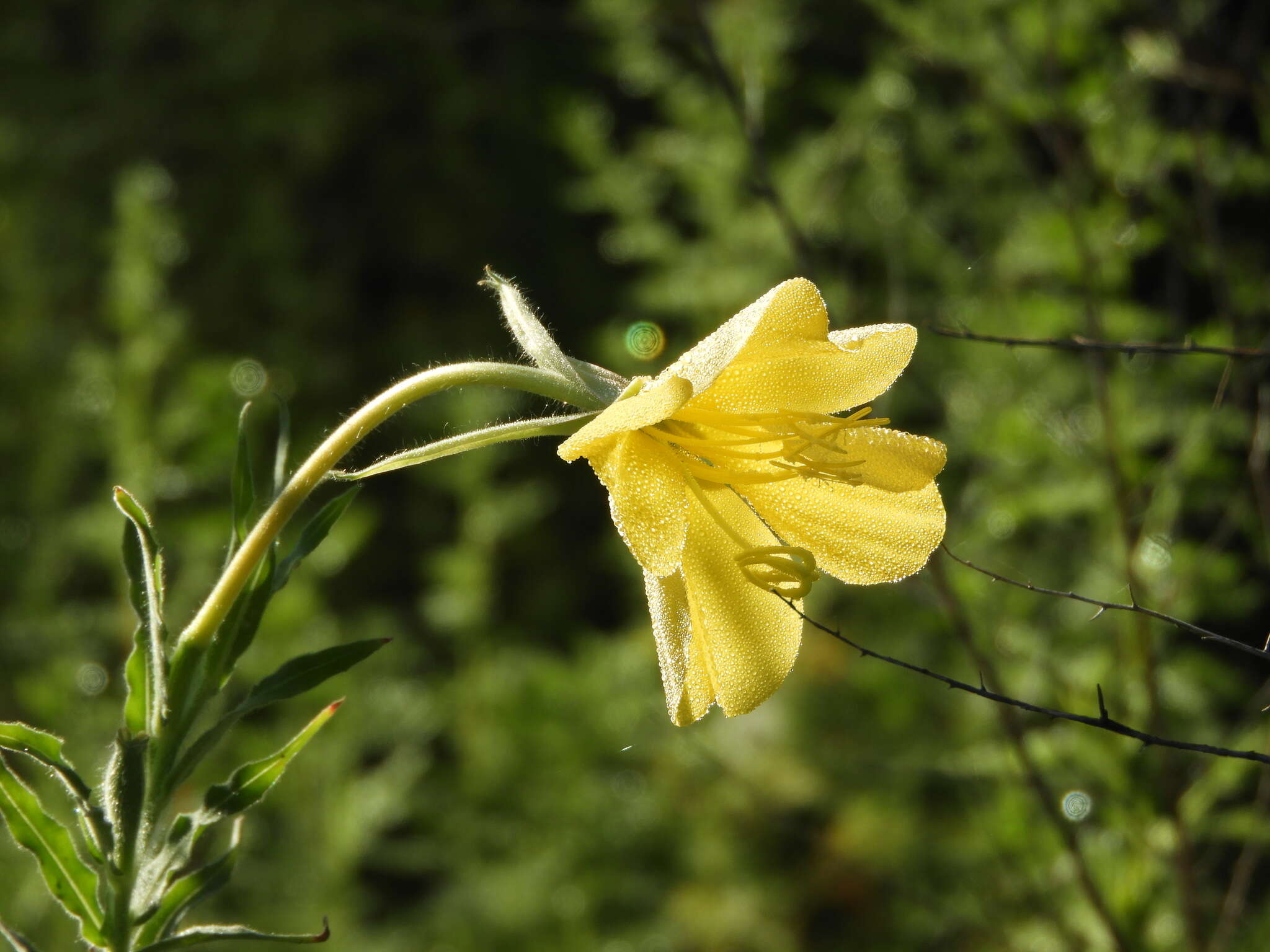 Image of longflower evening primrose