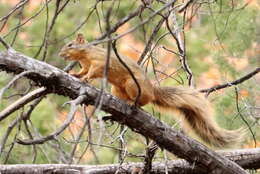 Image of Sciurus nayaritensis chiricahuae Goldman 1933