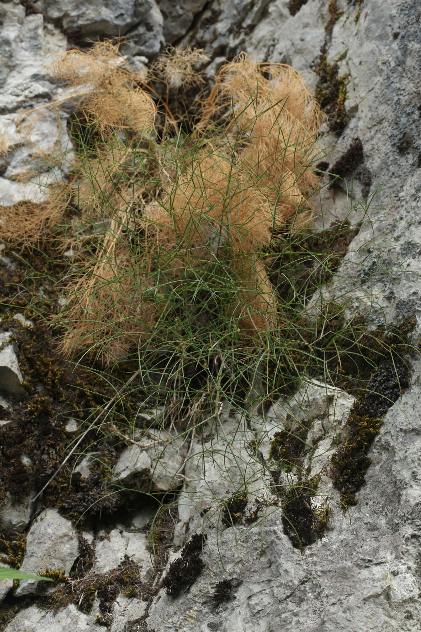 Image of Peucedanum longifolium Waldst. & Kit.