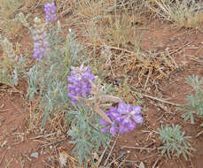 Image de Lupinus caudatus