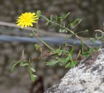 Imagem de Sonchus tenerrimus L.