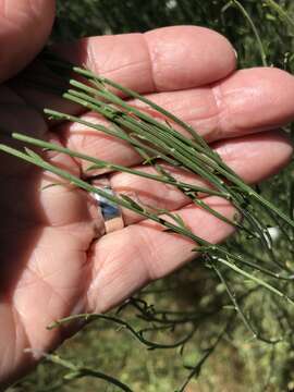 Image of striated broom