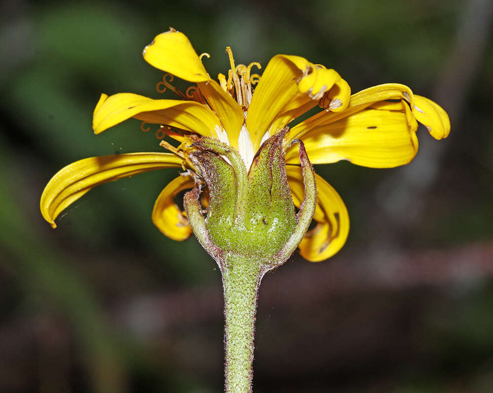 Image of Ligularia calthifolia Maxim.