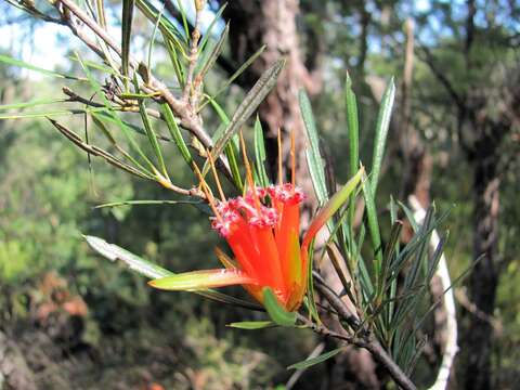 Image of Lambertia formosa Sm.