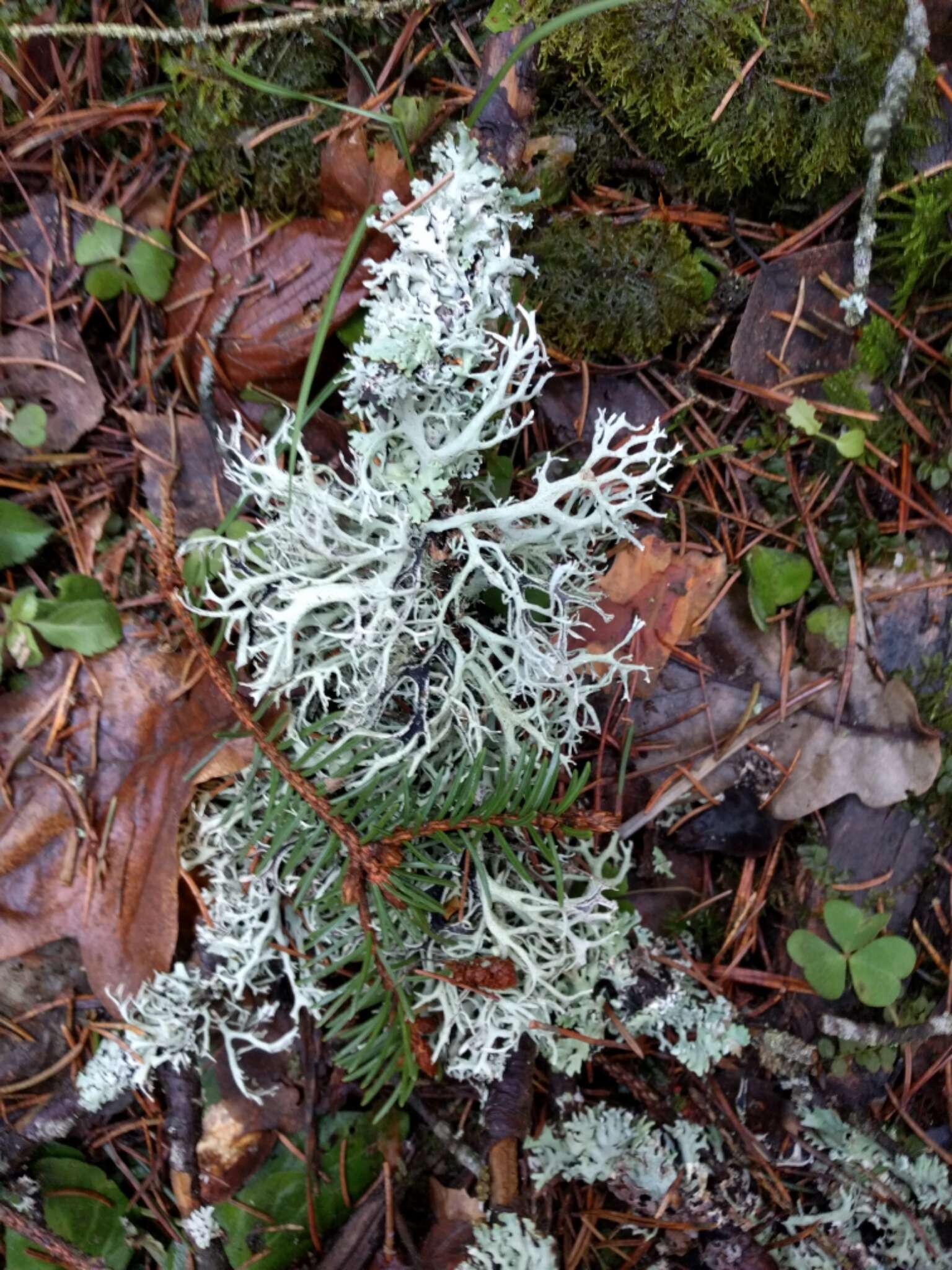 Image of light and dark lichen