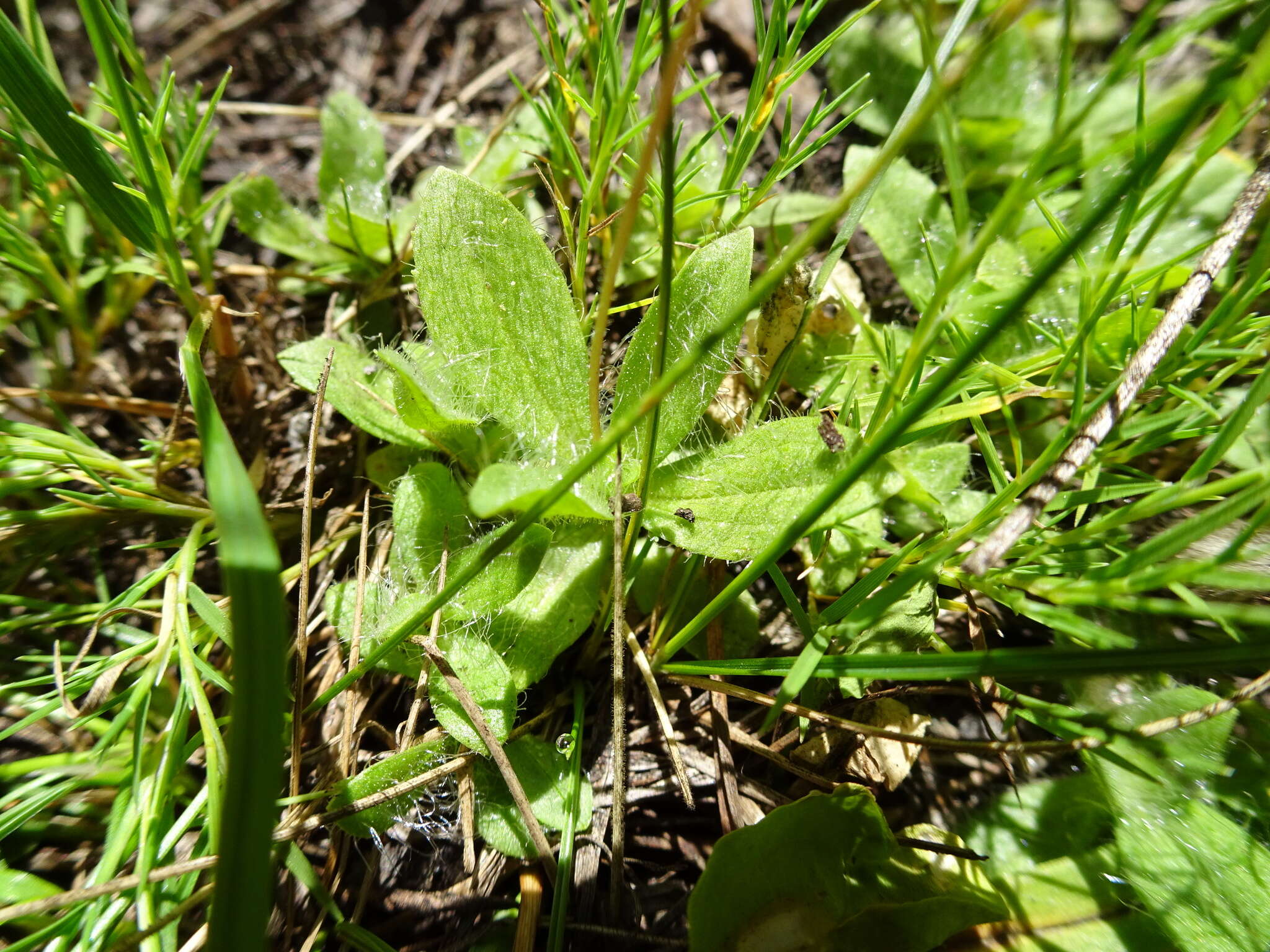 Sivun Erythranthe primuloides (Benth.) G. L. Nesom & N. S. Fraga kuva