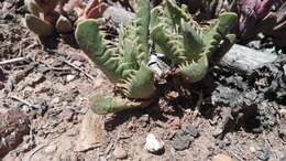 Image of Faucaria felina (Weston) Schwant. & Jacobsen