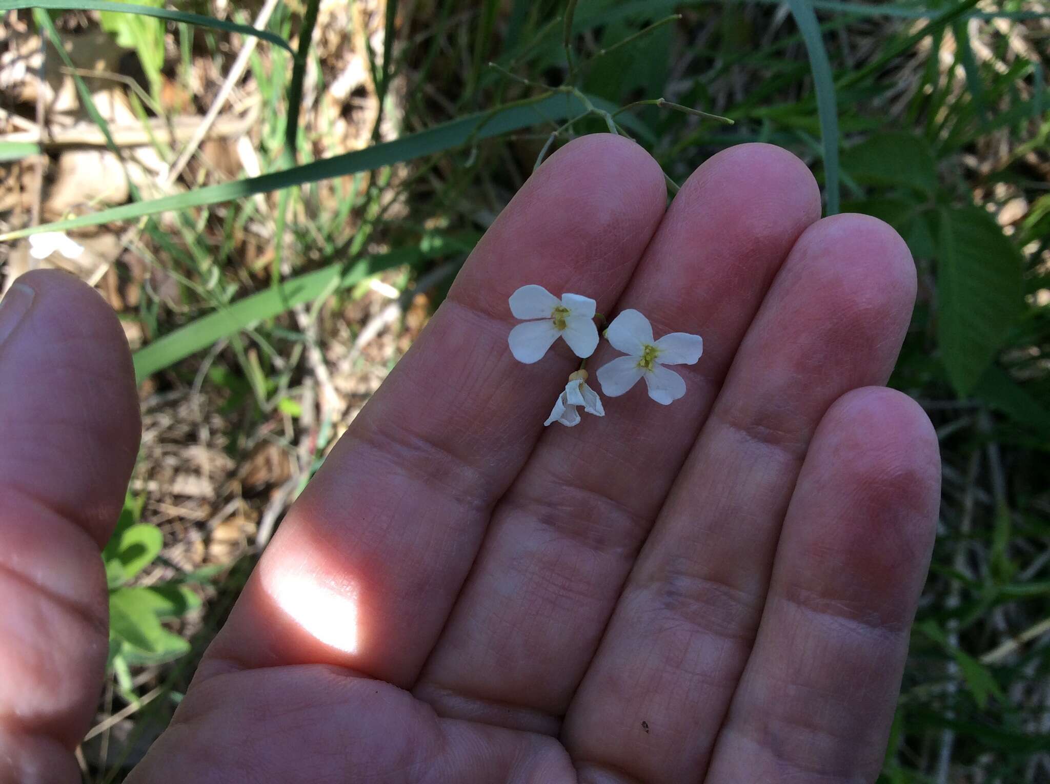 Plancia ëd Arabidopsis lyrata (L.) O'Kane & Al-Shehbaz