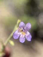 Plancia ëd Penstemon linarioides subsp. sileri (Gray) D. D. Keck