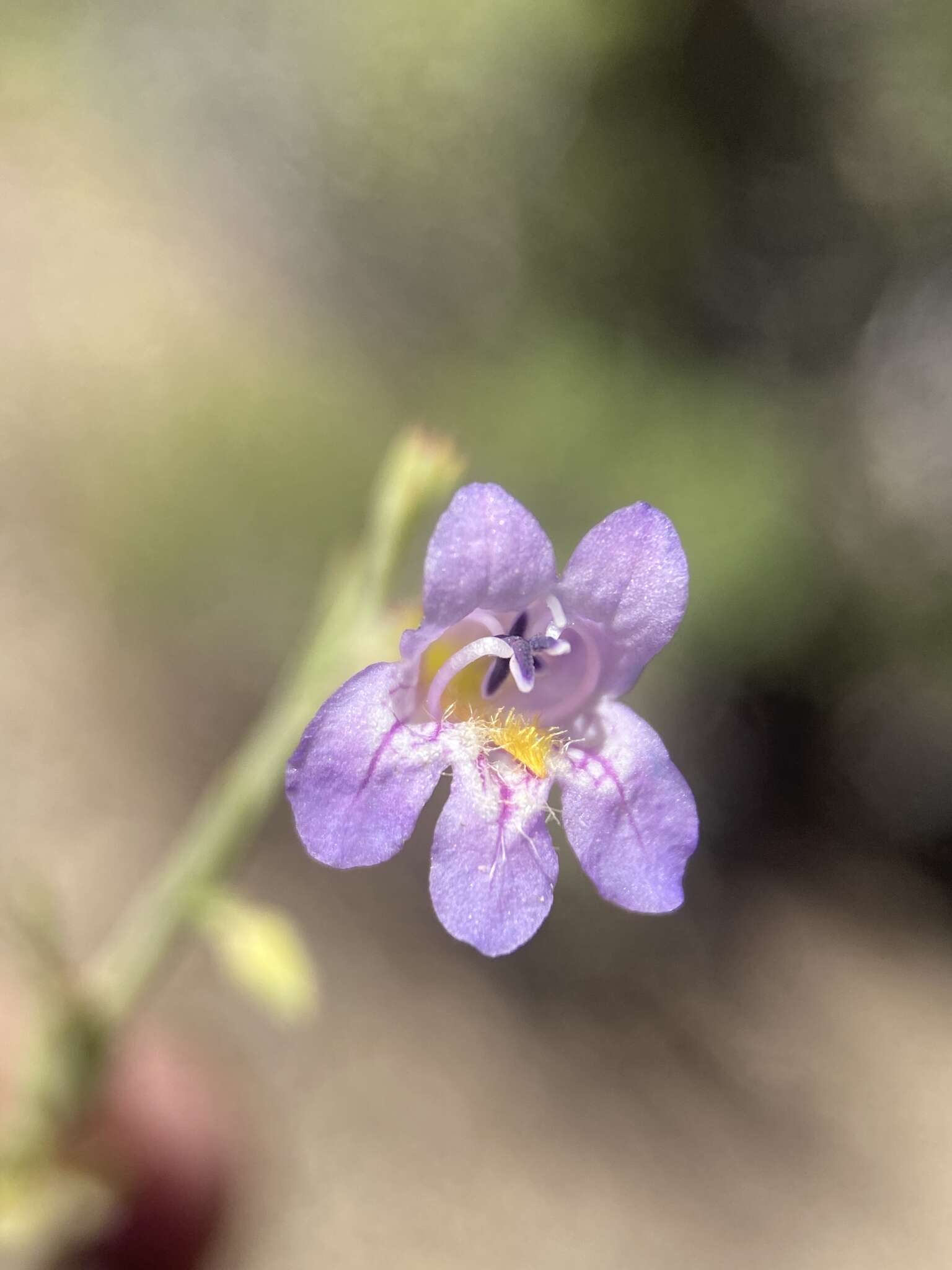 Plancia ëd Penstemon linarioides subsp. sileri (Gray) D. D. Keck