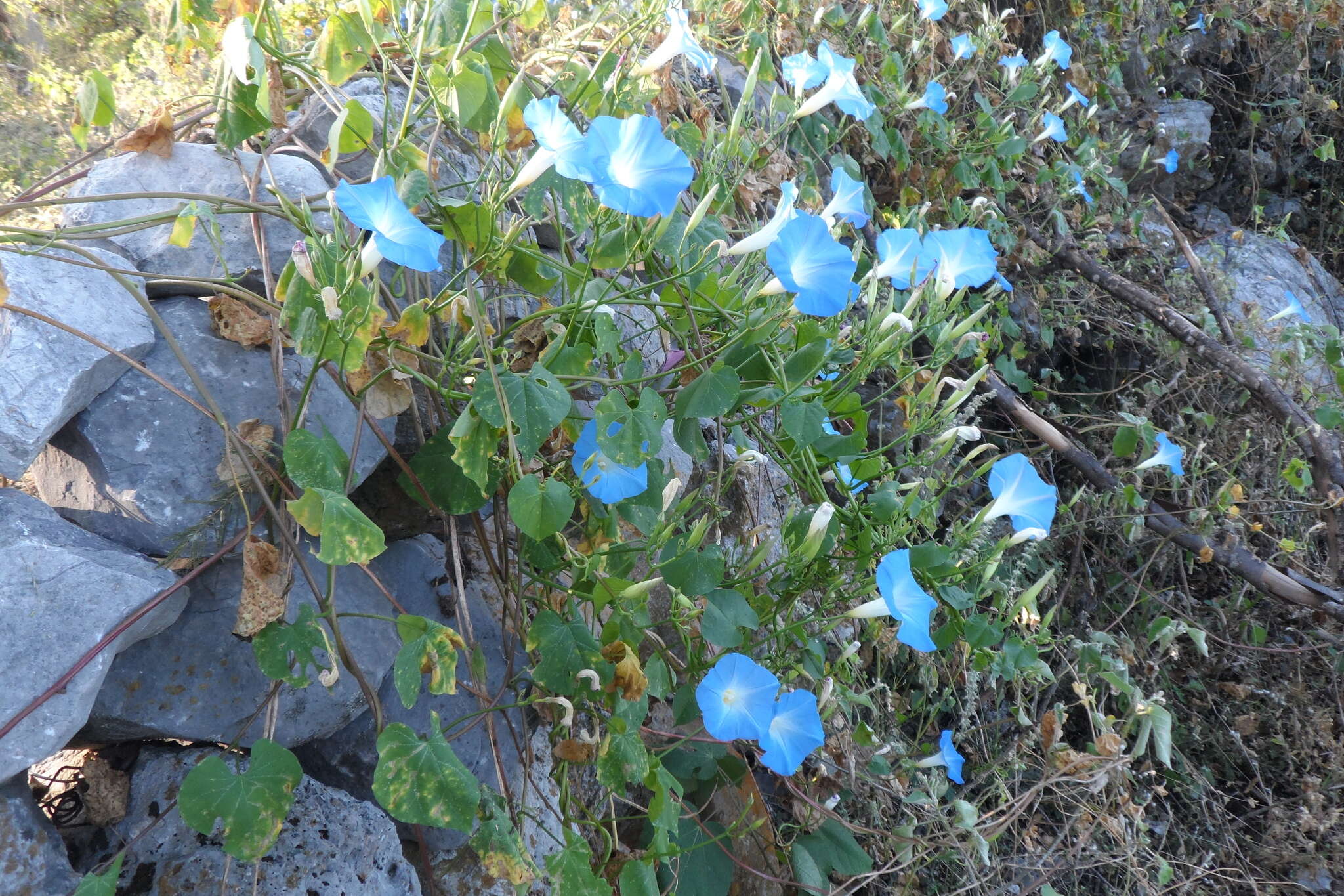 Image of Ololiuqui or Mexican Morning Glory