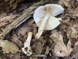 Image of Amanita aestivalis Singer 1959