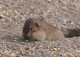 Plancia ëd Thomomys umbrinus (Richardson 1829)