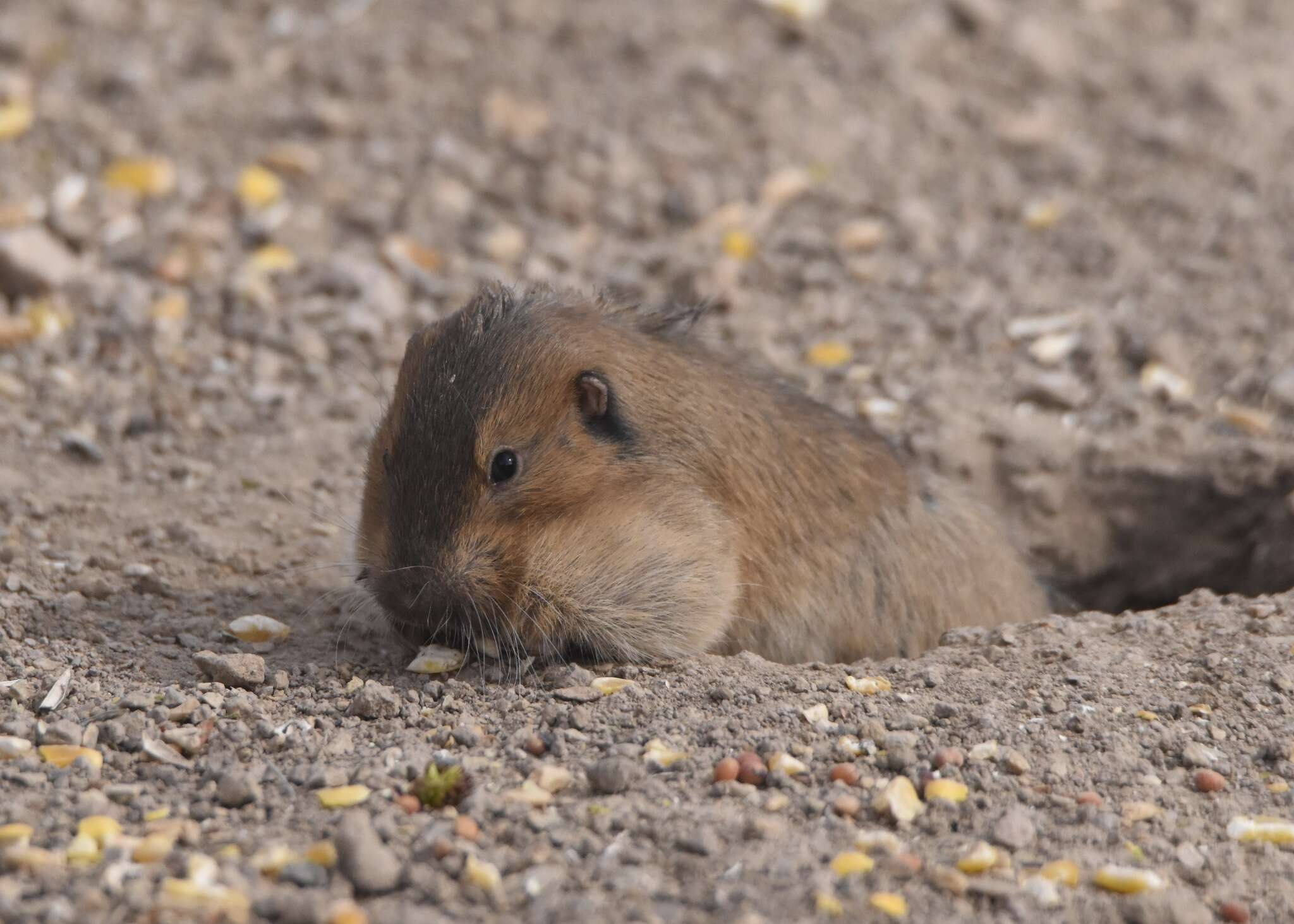 Plancia ëd Thomomys umbrinus (Richardson 1829)