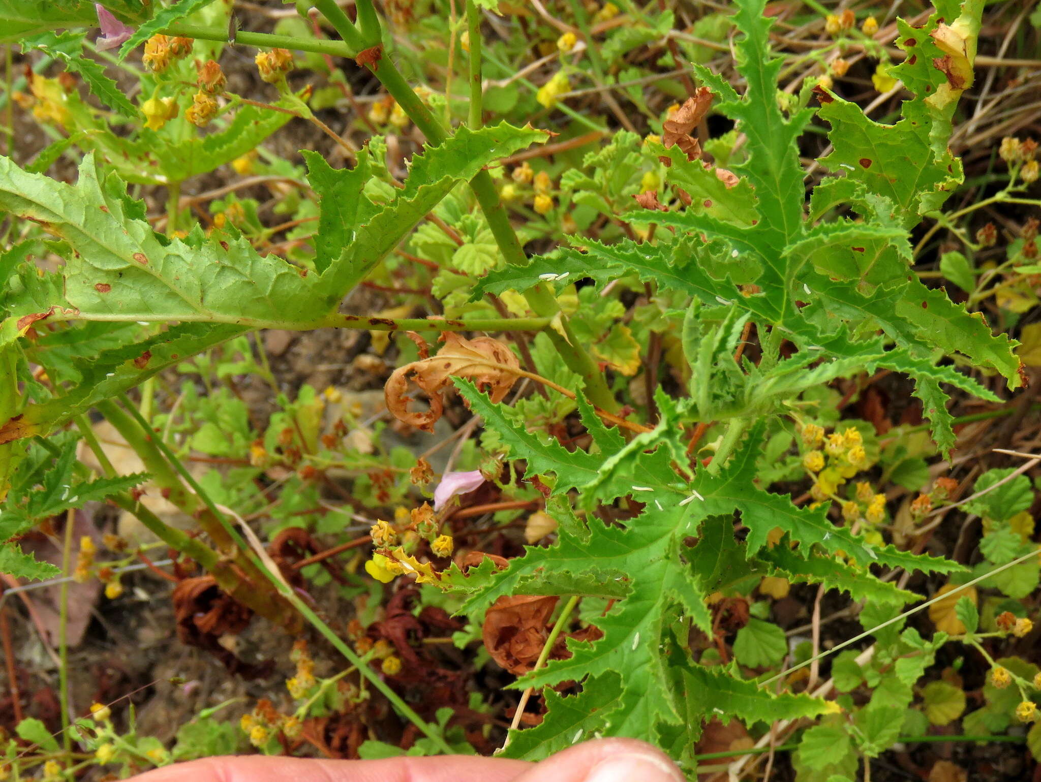 Imagem de Pelargonium glutinosum (Jacq.) L'Her.