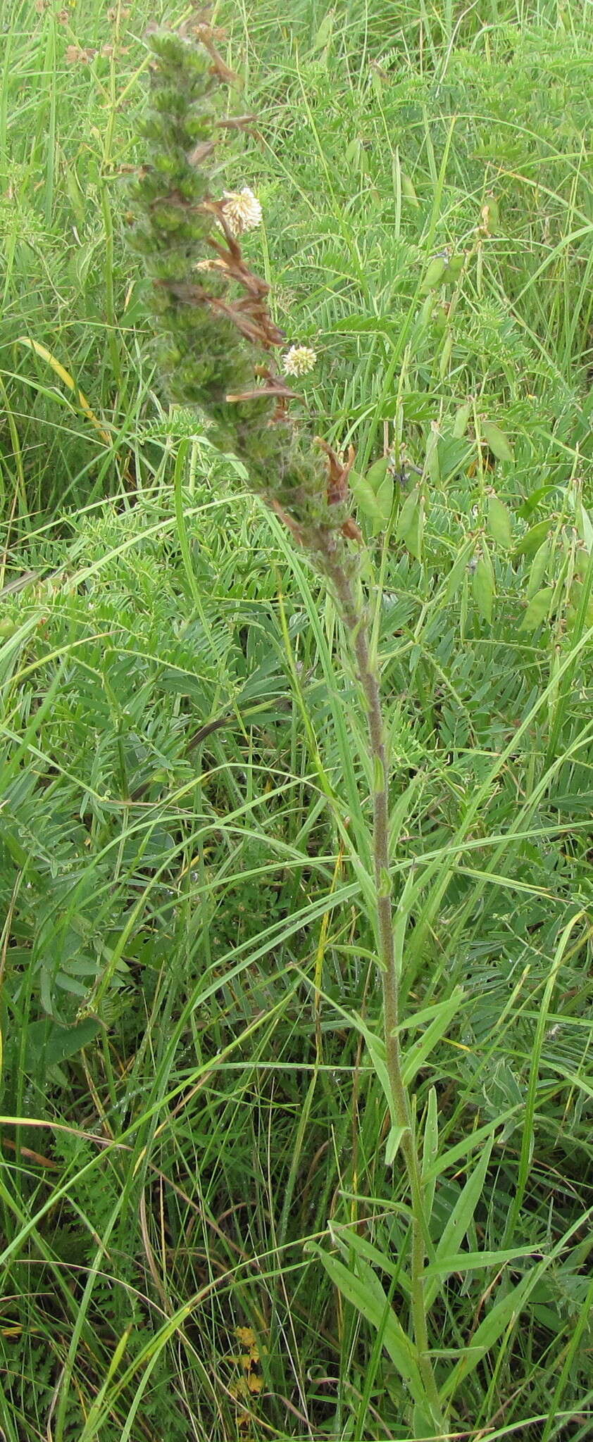Image of Pontechium maculatum (L.) U.-R. Böhle & H. H. Hilger