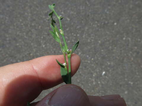 Image of box knotweed