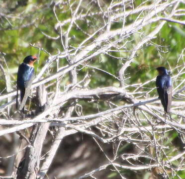 Imagem de Hirundo neoxena Gould 1842