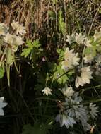 Image of Geranium berteroanum Colla