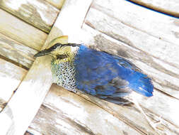 Image of Blue Pitta