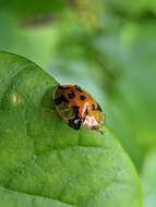 Image of Aspidimorpha (Aspidimorpha) punctum (Fabricius 1801)