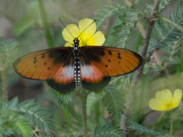 Acraea stenobea Wallengren 1860 resmi