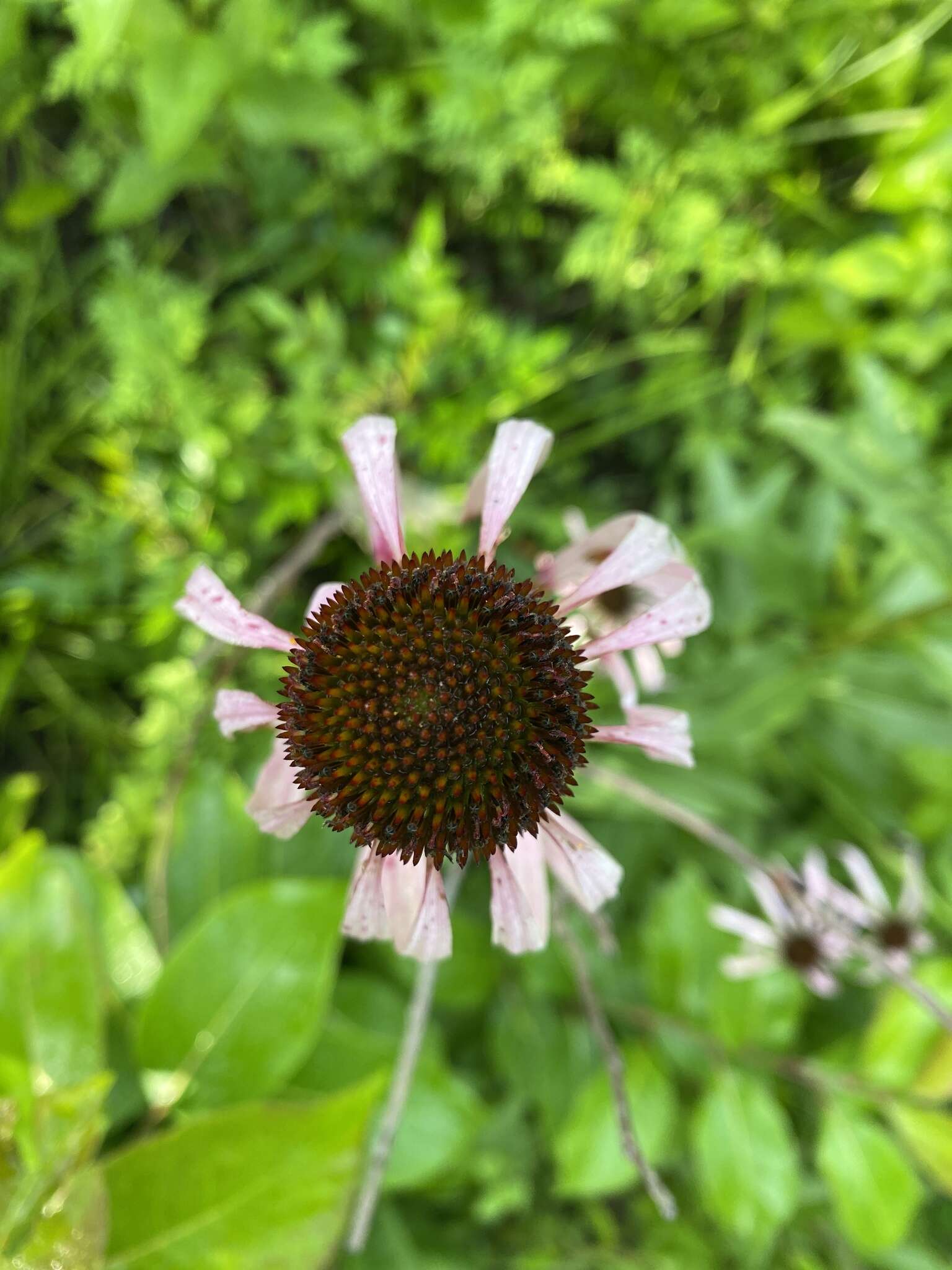 Imagem de Echinacea laevigata (C. L. Boynt. & Beadle) Blake