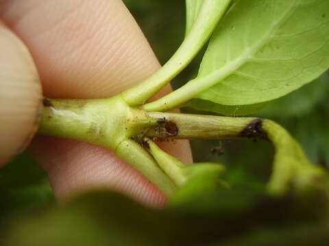 Image of Coprosma shoot borer moth