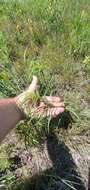 Plancia ëd Helianthus salicifolius A. Dietr.