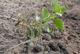 Imagem de Rumex lunaria L.