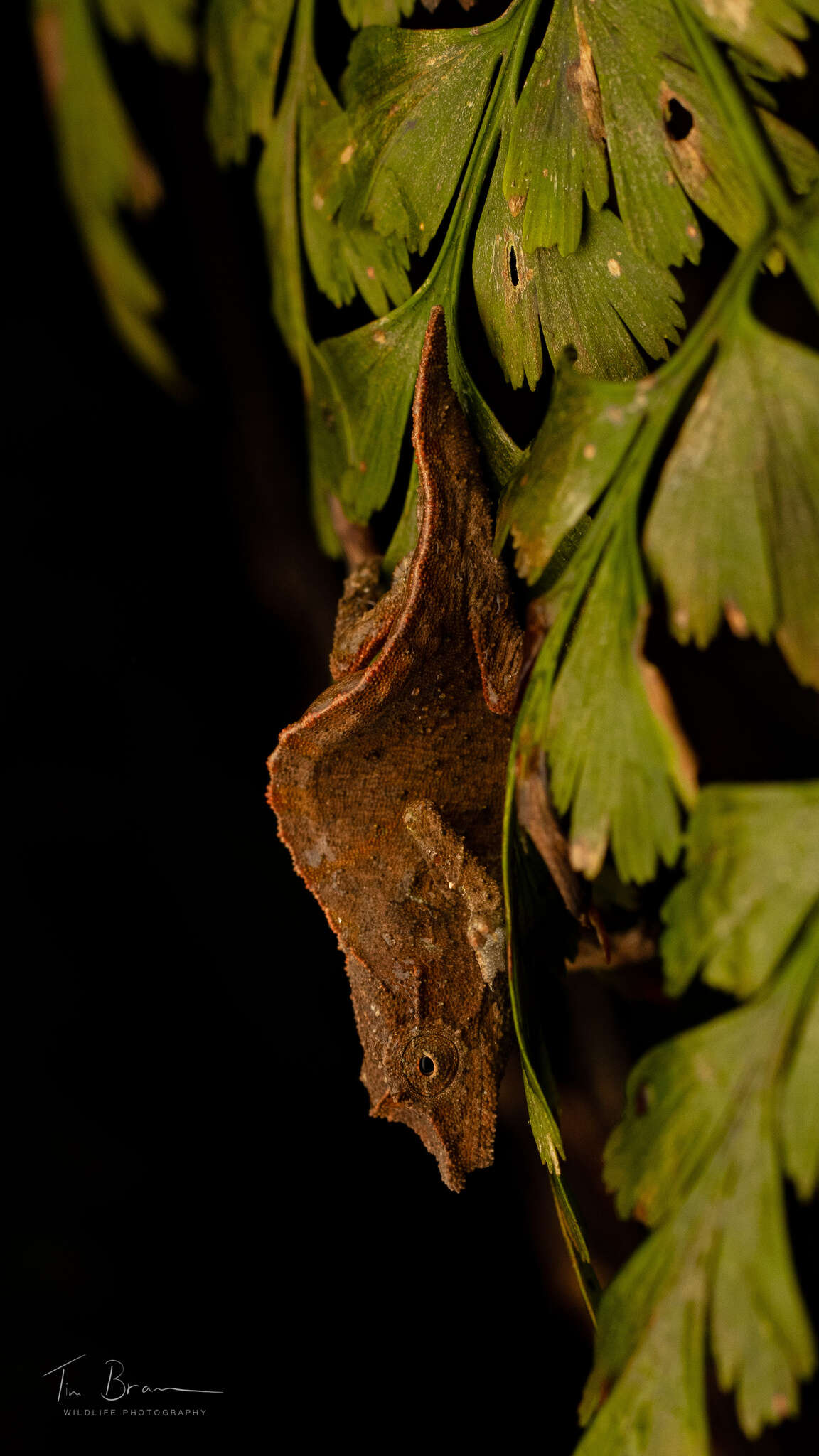 Image of South African Stumptail Chameleon