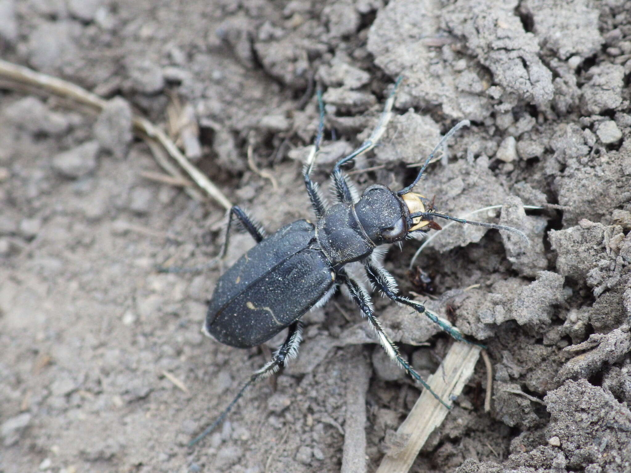 Image of Black-bellied tiger beetle