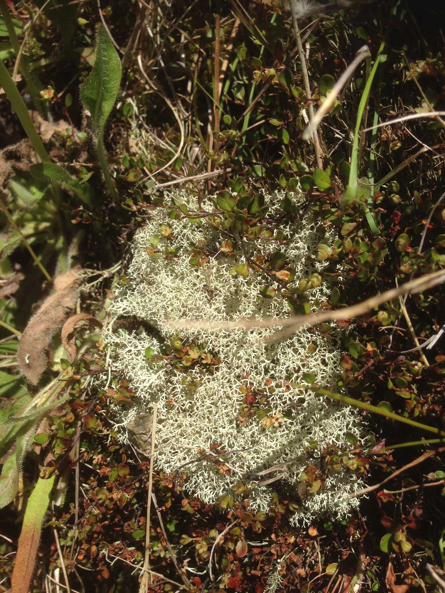 Image of Cladonia confusa f. confusa R. Sant.