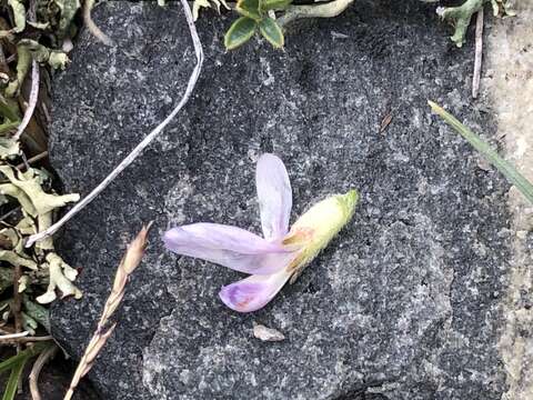 Image of Astragalus galactites Pall.