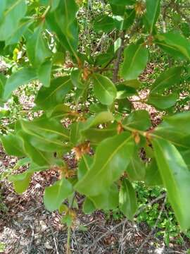 Image of Capurodendron pervillei (Engl.) Aubrév.