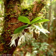 Image of Aerangis hyaloides (Rchb. fil.) Schltr.