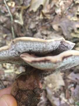 Image of Velvet tooth