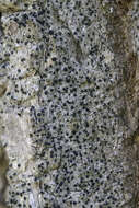 Image of Cresponea chloroconia (Tuck.) Egea & Torrente
