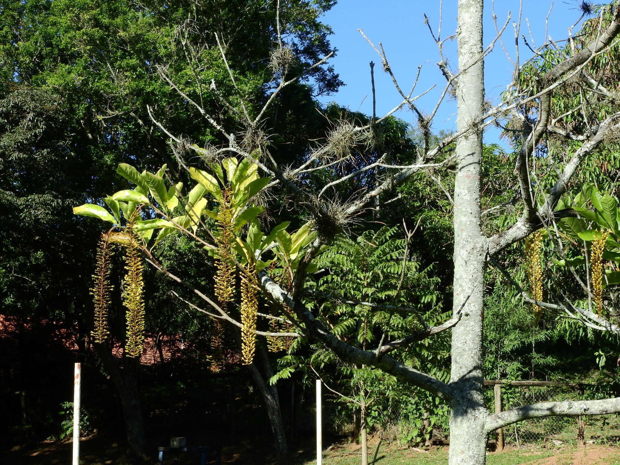 Image of Lophanthera lactescens Ducke