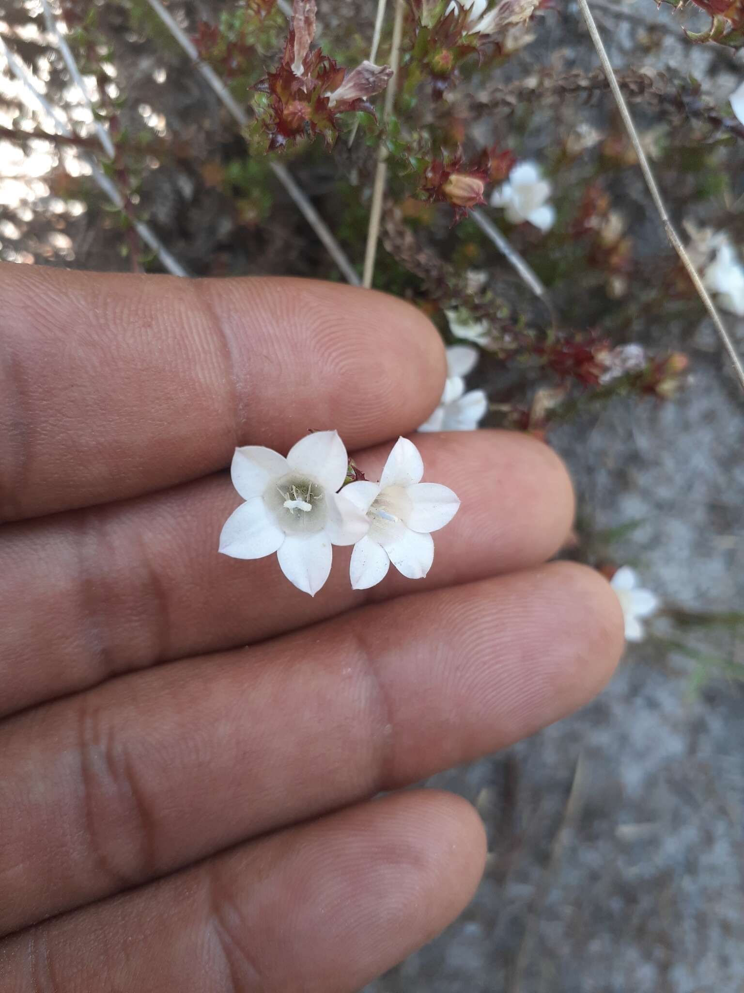 Image of Roella squarrosa P. J. Bergius