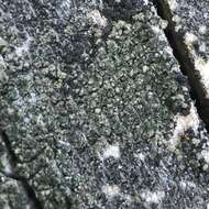 Image of trapeliopsis lichen