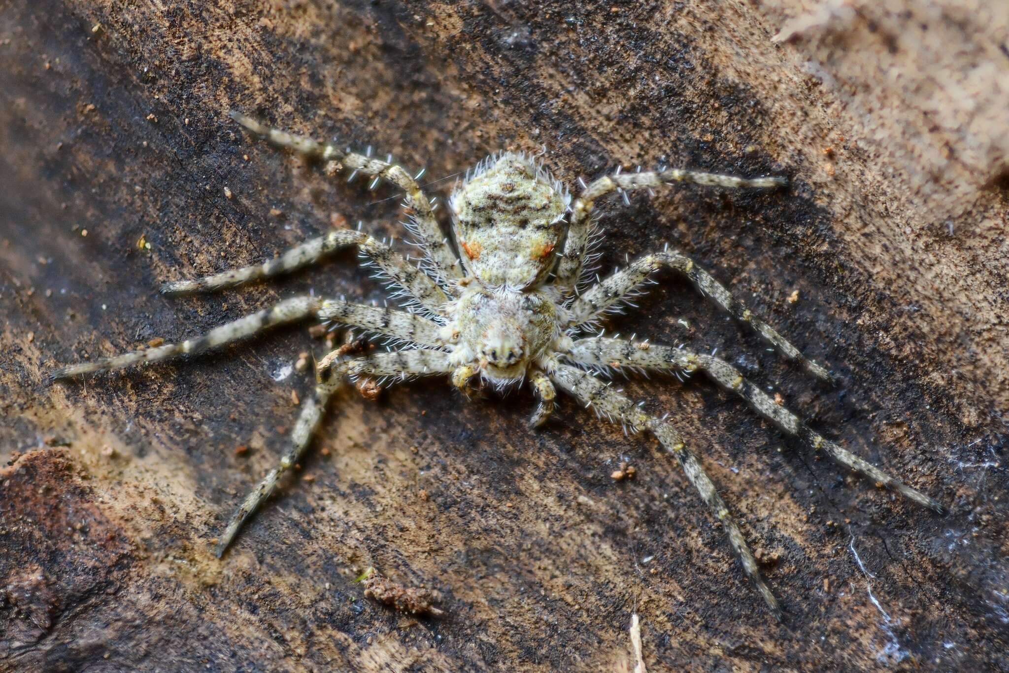 Image of Philodromus margaritatus (Clerck 1757)