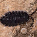 Image of Porcellio werneri Strouhal 1929