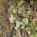 Image of Primula minutissima Jacquem. ex Duby