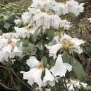 Image de Rhododendron ciliatum Hook. fil.