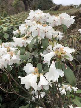 صورة Rhododendron ciliatum Hook. fil.