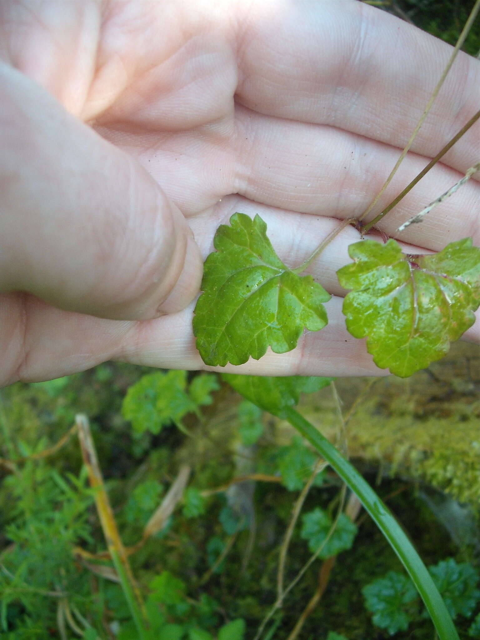 Image of Speedwell