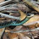 صورة Dendrelaphis striolatus (Peters 1867)