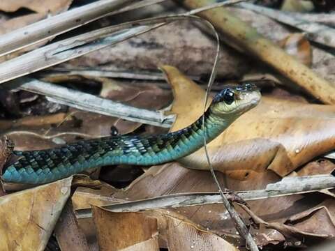 Image of Dendrelaphis striolatus (Peters 1867)