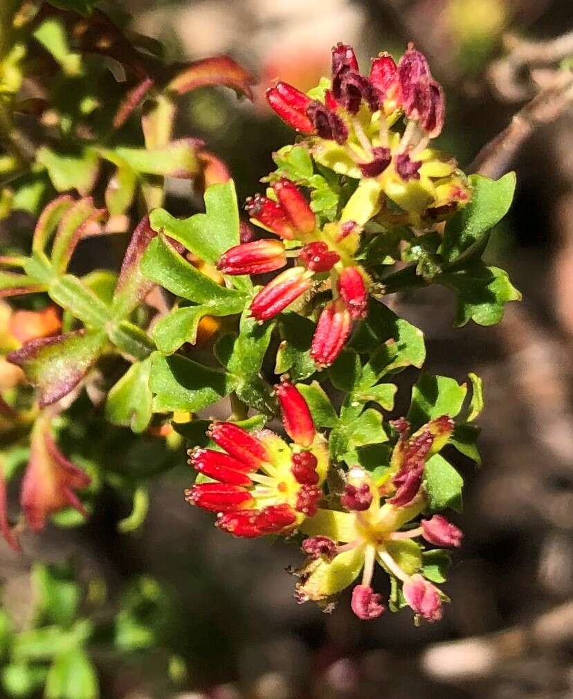 Image de Dodonaea humilis Endl.